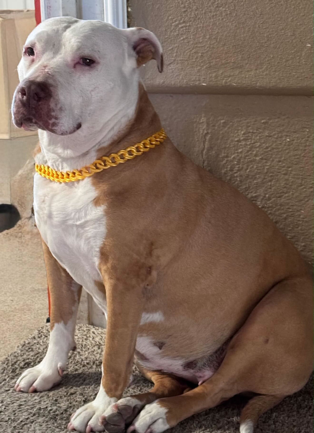 Dawg Chains
